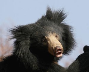 01Sloth-Bear-Portrait.jpg