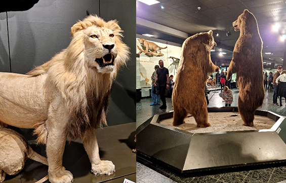 LNdM 2023 04 Zoologischesmuseum