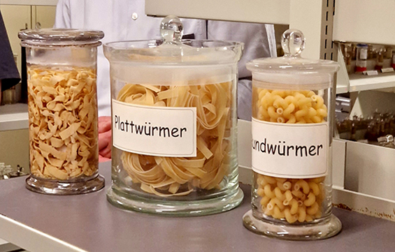 LNdM 2023 05 Plattwürmer