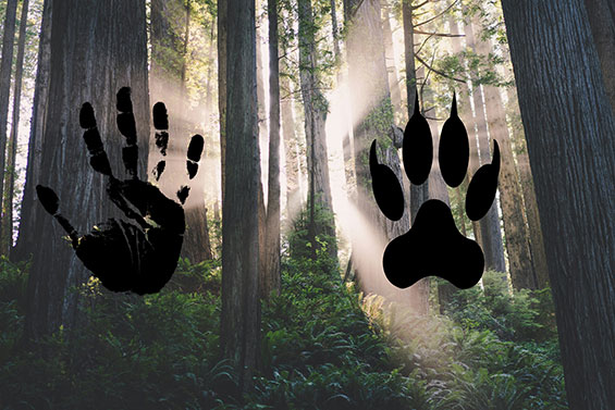 Peter und der Wolf F John Moeses Bauan Clipart unsplash