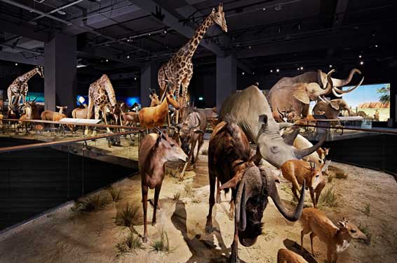 Chimei Museum Naturkunde und Fossilien