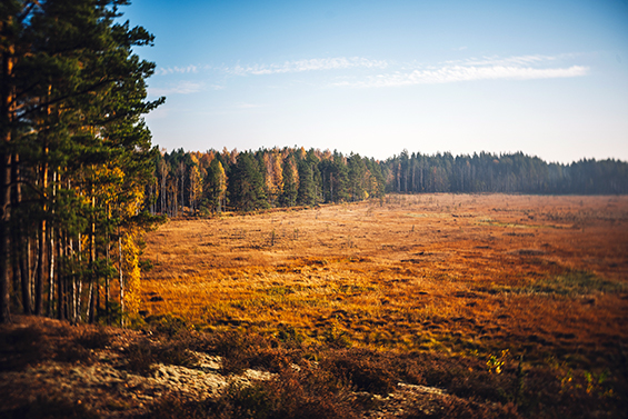 Litauen im Herbst 02 Moor Čepkeliai Marsh F Andrius Aleksandravičius