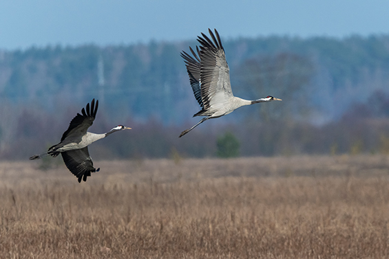 Litauen im Herbst 05 Birds F Laimonas Ciūnys