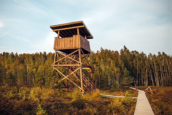 Mūša Tyrelis Cognitive Walkway Travelouge F Eglė Sidaravičiūtė Jozonė 2