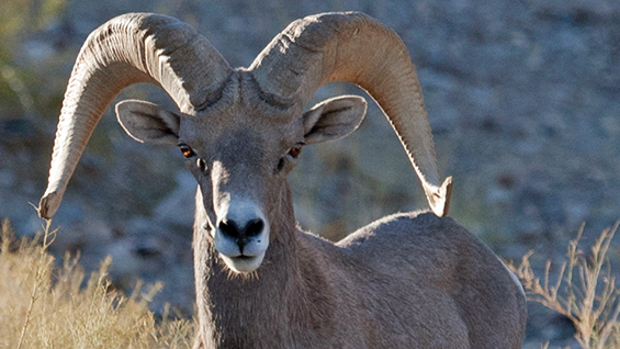 Nevada 03 F SharonKSchafer