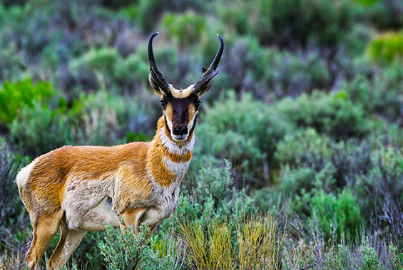 Nevada 04 Nevada Travel