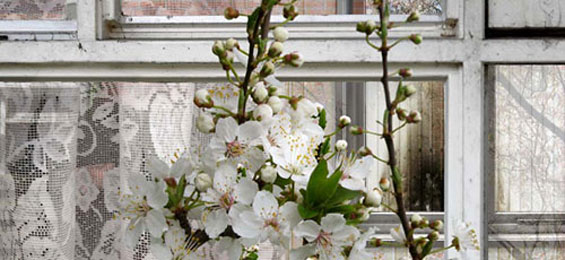 Wim Bosch - Bitte klicken zur Ansicht