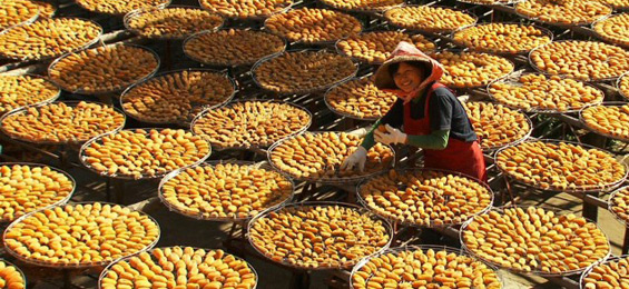 Das Rohe und das Gekochte - Monika Treut