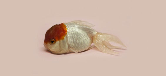 Noorderlicht – an ocean of possibilities