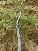 Moringa Baum