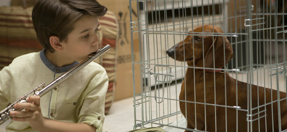 Wiener Dog Film Trailer