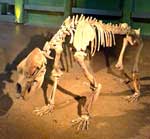 Hoehlenbaer Foto Dagmar Seifert