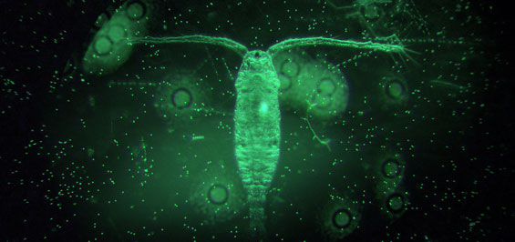 61 Nordische Filmtage Luebeck Agenten, Spione und viel Wasser