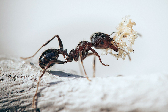 Gedaechtnis 04 Ameise F CP17