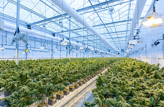 Horizont 04 Vertikal Farming F Richard unsplash