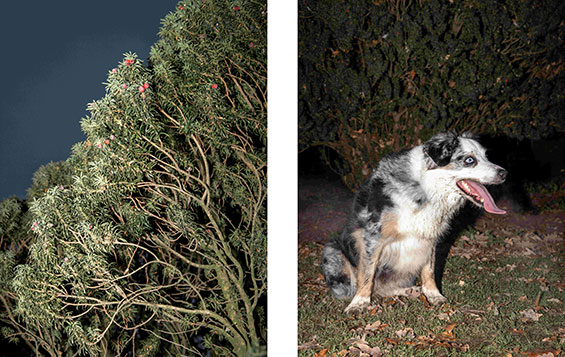 Springub Enka aus der Serie Hunde und Pflanzen 2021 Paar 1